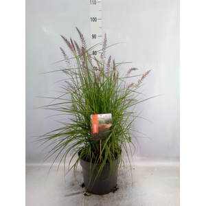 Pennisetum orientale