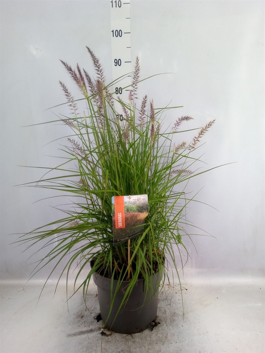 <h4>Pennisetum orientale</h4>