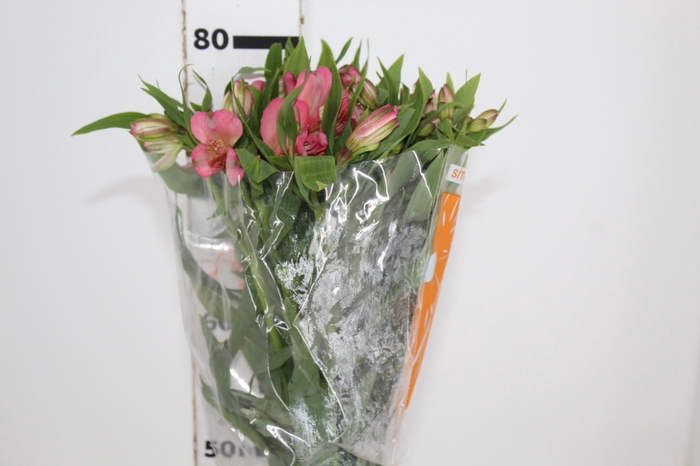 <h4>ALSTROEMERIA TOURMALINE 080 CM ROSA</h4>