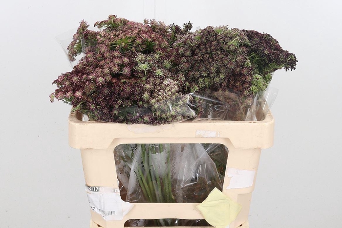 <h4>Daucus Carota</h4>