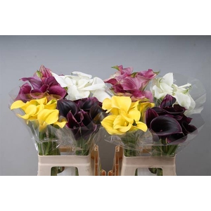 Zantedeschia mix in bucket