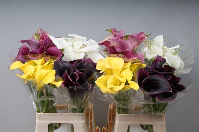 <h4>Zantedeschia mix in bucket</h4>
