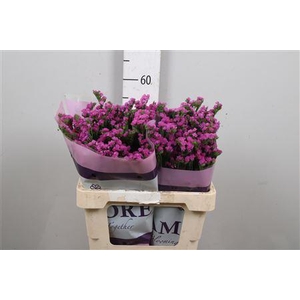 Lim S Rosa Sun Birds