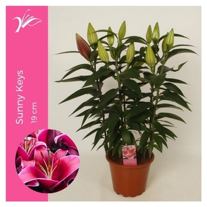 Lilium Sunny Keys 19 cm (or. lelie)