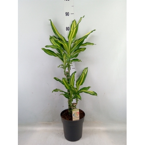 Dracaena frag.   ...