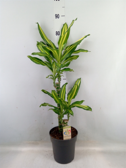 <h4>Dracaena frag.   ...</h4>