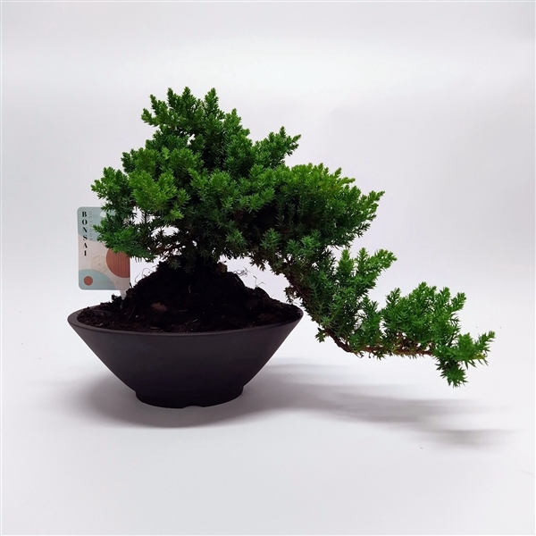 <h4>Bonsai Juniperus Cascade 22 cm</h4>