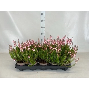 Daboecia cant. 'Purpurea'