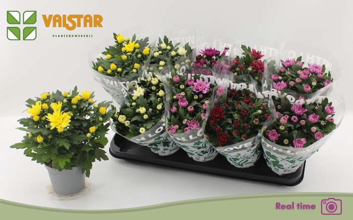 <h4>CHRYS GEM 6 KL</h4>