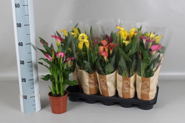 <h4>ZANT GEM 4 KL</h4>