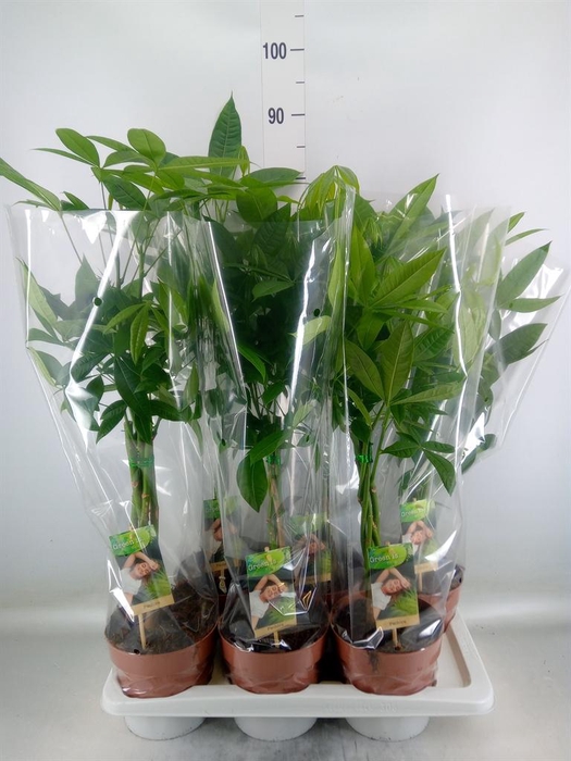 <h4>Pachira aquatica</h4>