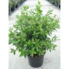 Viburnum tinus C12 50-80