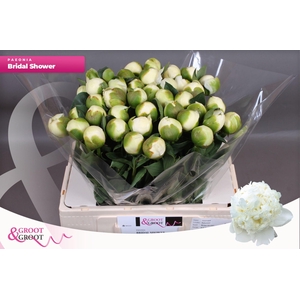 Paeonia Bridal Shower | XXL