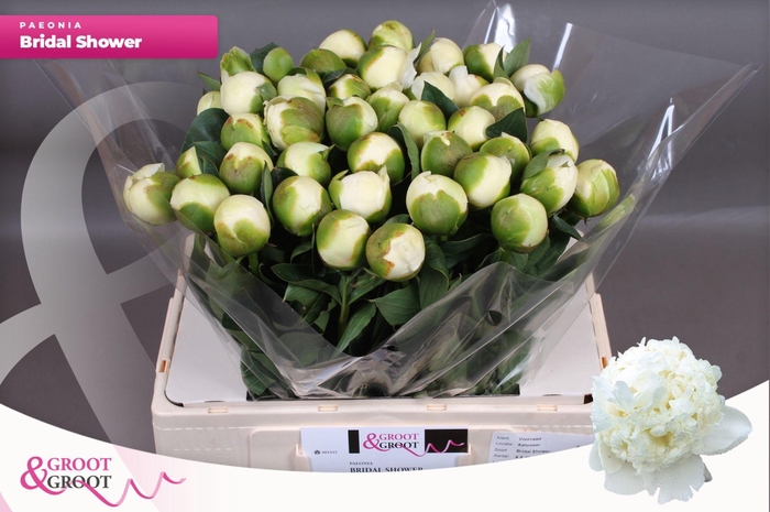 <h4>Paeonia Bridal Shower | XXL</h4>