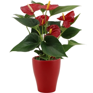 Anthurium Diamond Red in Carly ceramics