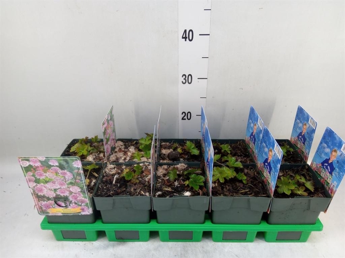 <h4>Astrantia major</h4>