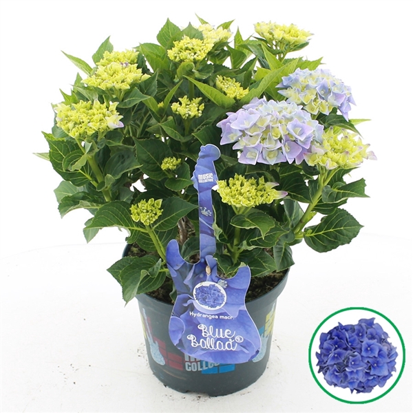 <h4>Hydrangea macr. Music Collection® 'Blue Ballad'® C5 (23cm.) Kn.</h4>