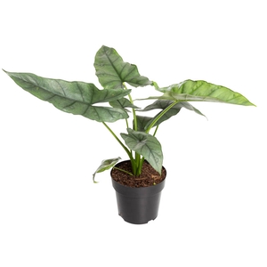 ALOCASIA HETEROPHYLLA SILVER P17