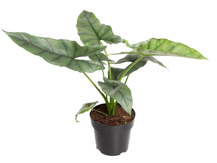 <h4>ALOCASIA HETEROPHYLLA SILVER P17</h4>