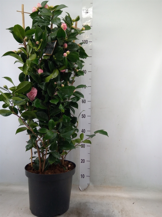 <h4>Camellia japonica</h4>