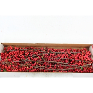 MALUS RED ANGEL 60CM