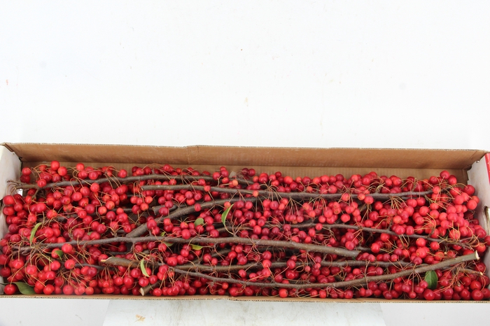 <h4>MALUS RED ANGEL 60CM</h4>