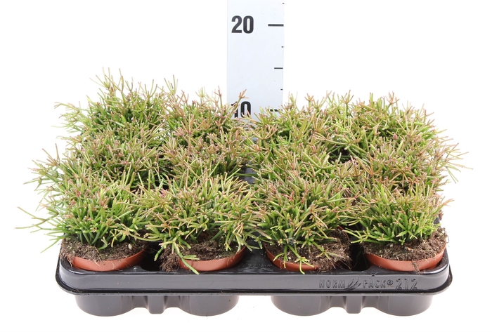 <h4>Rhipsalis clavata 'Easy Sweety'</h4>