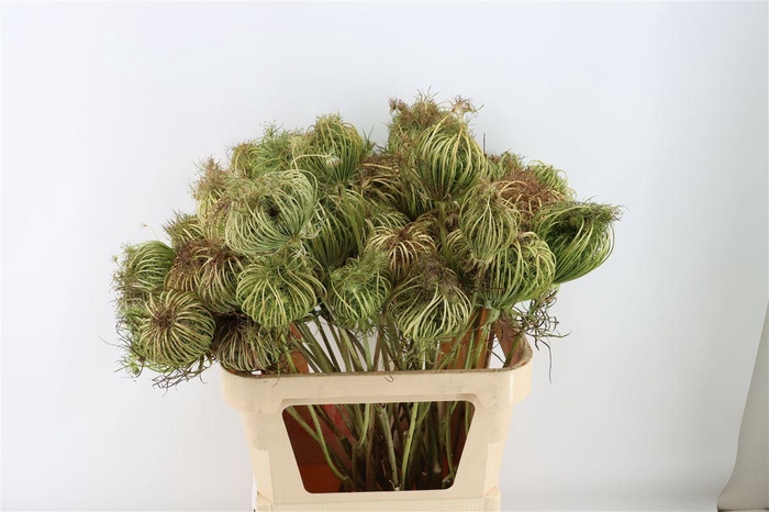 <h4>Ammi Majus Seed Heads Naturual Super</h4>