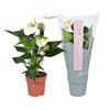Anthurium Cocos ''Just perfection®'' (XL-Flowers)