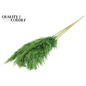 Pampas Grass 100cm 5st/bunch Bleached Light Green