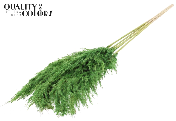 <h4>Pampas Grass 100cm 5st/bunch Bleached Light Green</h4>