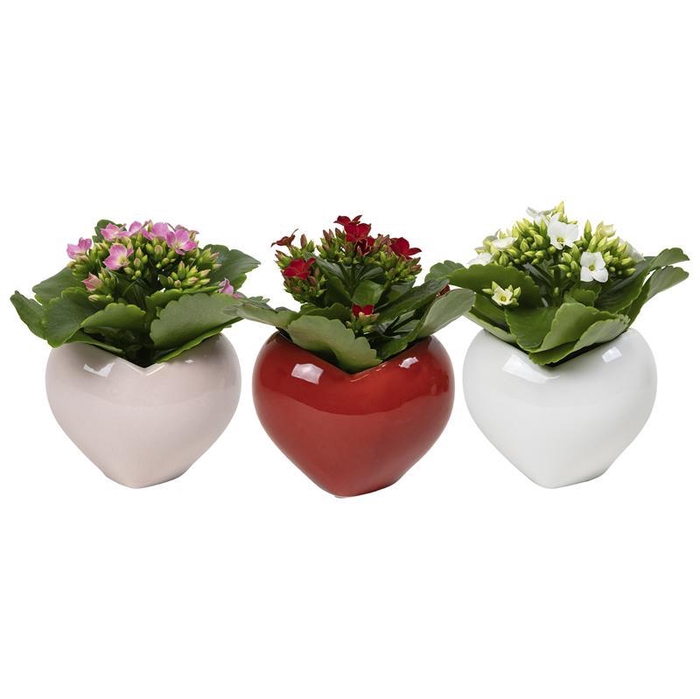 <h4>KALANCHOE BLOSSFELDIANA</h4>