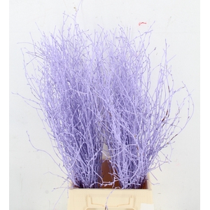 BETULA BS KLB H%