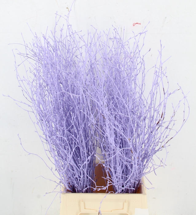 <h4>BETULA BS KLB H%</h4>