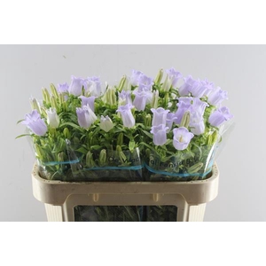 Camp M Champion Lave