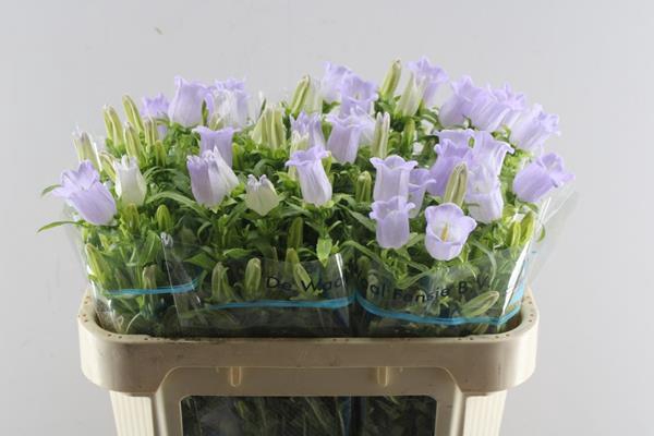 <h4>Camp M Champion Lave</h4>