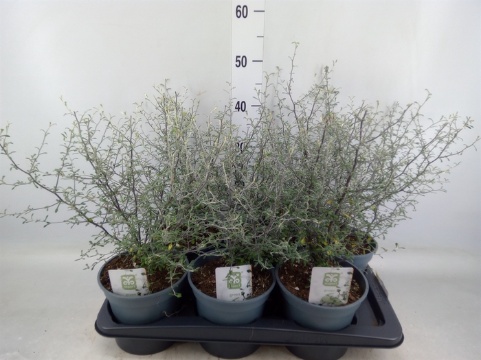 <h4>Corokia virgata 'Maori Green'</h4>