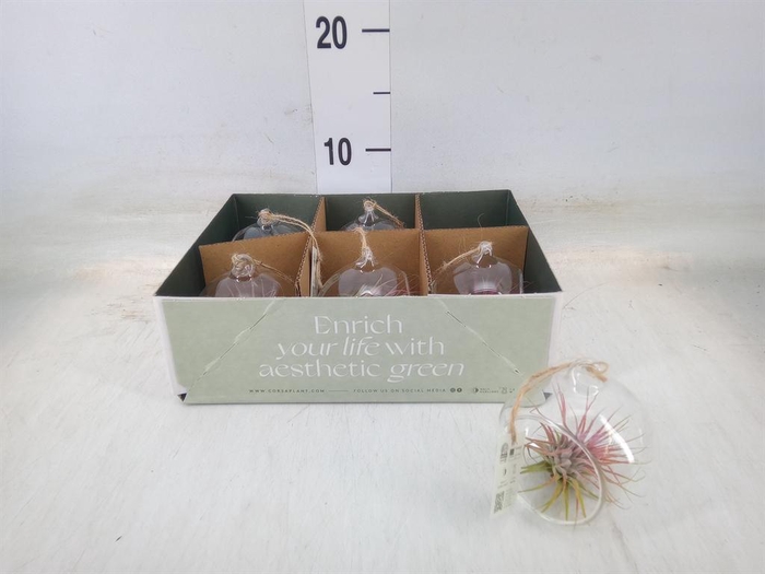 <h4>Arr. Tillandsia L%</h4>