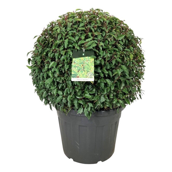 <h4>Prunus lus. 'Angustifolia'</h4>