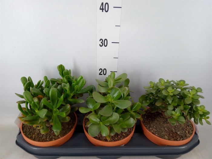 <h4>Crassula   ...</h4>