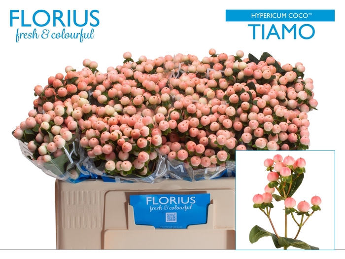<h4>Hyp Coco Tiamo Florius</h4>