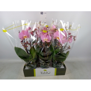 Phalaenopsis   ...rose