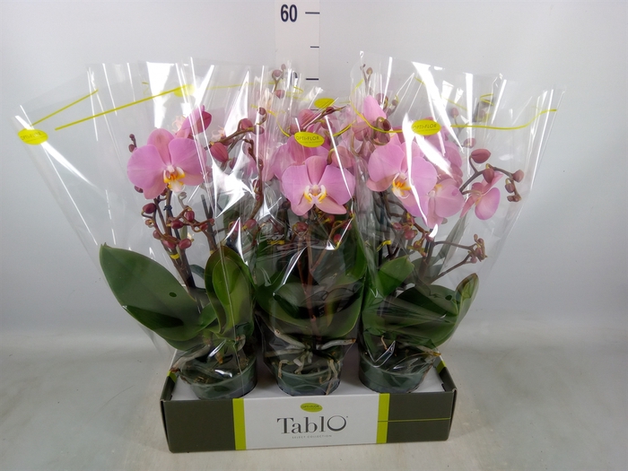 <h4>Phalaenopsis   ...rose</h4>