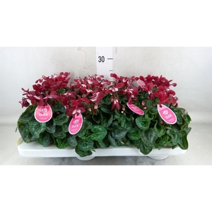 Cyclamen KL 'Djix'