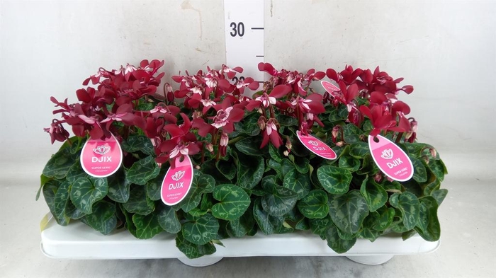 <h4>Cyclamen KL 'Djix'</h4>