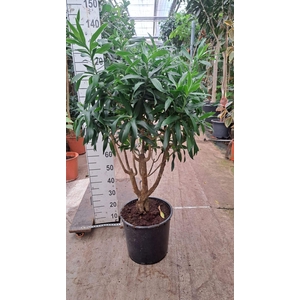 Dracaena