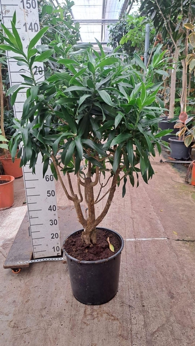 Dracaena