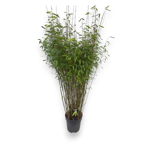 Fargesia  'Winter Joy'