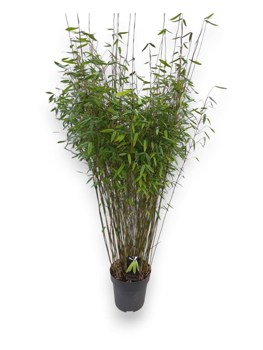 Fargesia  'Winter Joy'