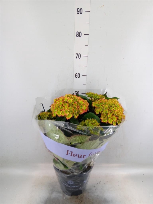 <h4>Hydrangea mac. 'Sweet Dreams'</h4>